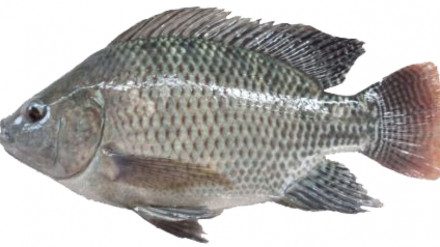 kepala ikan